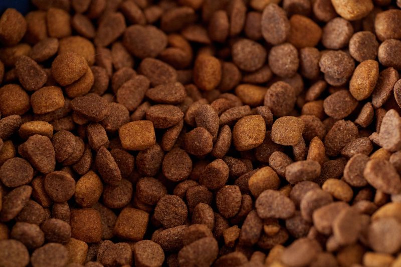Dry pet-food kibble in close-up